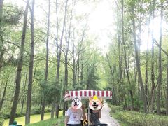 -合肥滨湖国家森林公园