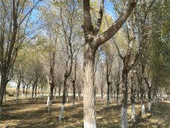 -养月堂中医养生月子会所(中心妇产店)