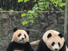 -都江堰中华大熊猫苑