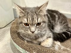 -楼上猫咖(罗湖店)