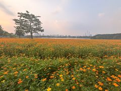 -海珠湖公园