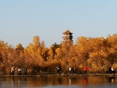 -金塔沙漠胡杨林景区
