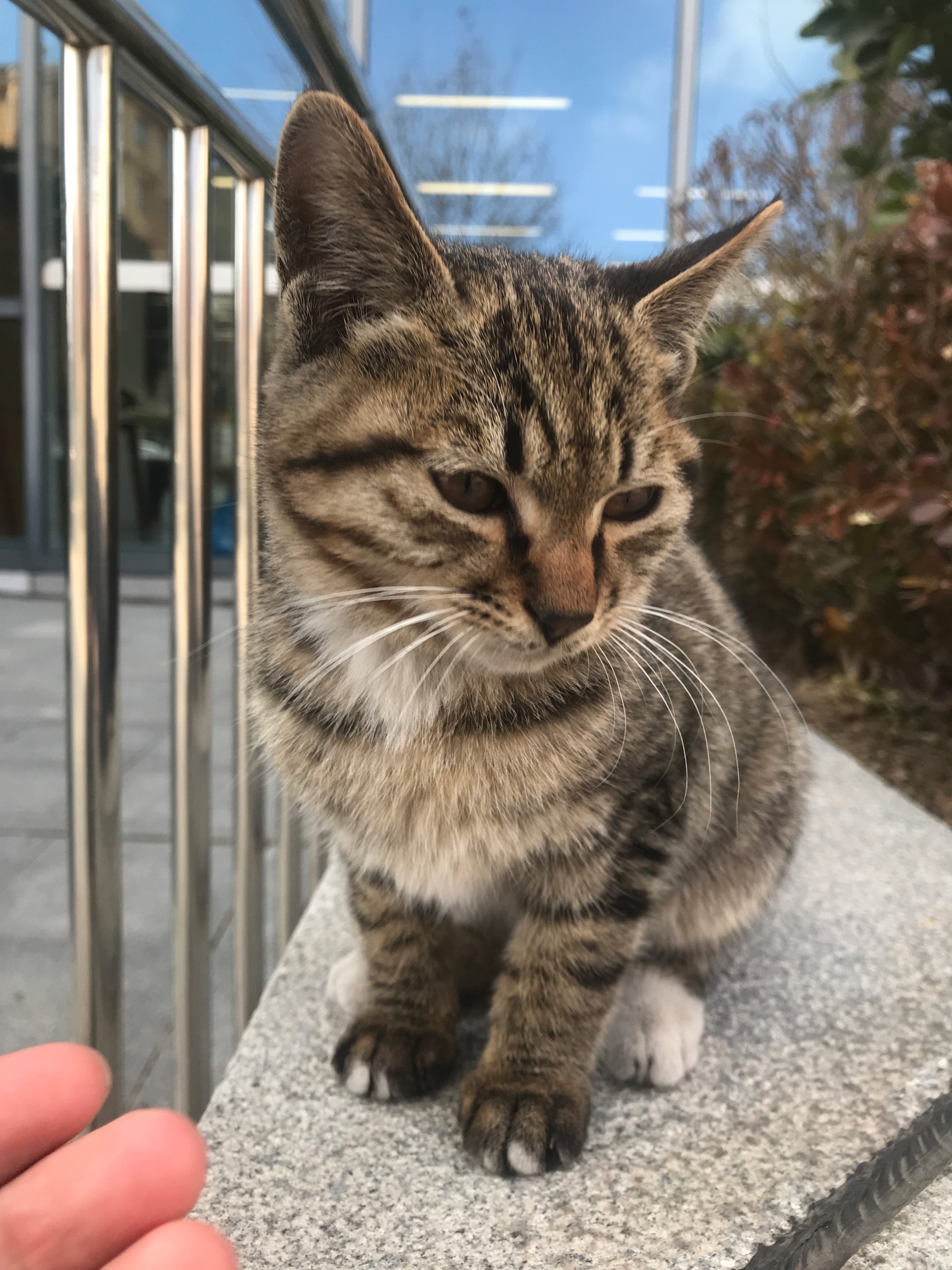 小野猫在线观看免费版高清完整版