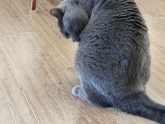 -有猫主题·治愈系猫咖(曾厝垵店)