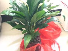 -秦美花卉(天朗·莱茵小城2期店)