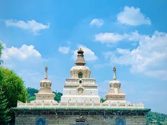 -塔尔寺-菩提树