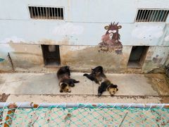 -青藏高原野生动物园