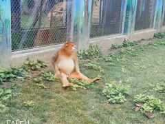 -西安秦岭野生动物园