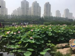 -前关湿地公园