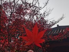 -橘子洲景区