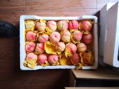 -南汇新场正宗水蜜桃采摘