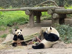 -都江堰中华大熊猫苑