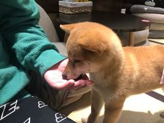 -逗柴咖啡屋·狗咖猫咖宠物桌游