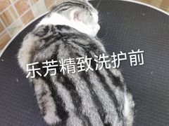 -汪小喵宠物·戴维斯乐芳希施宠馨宝皮毛调理洗护店