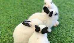 -萌宠亲子动物乐园(槐房万达店)