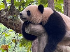 -都江堰中华大熊猫苑