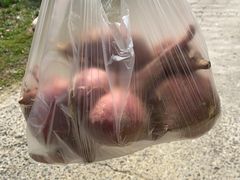 -龙寺生态园