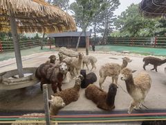 -西霞口神雕山野生动物世界