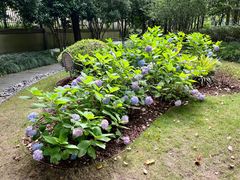 -陈家山荷花公园