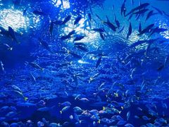 -海合安武汉极地海洋公园