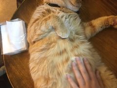 -李小姐の猫咖啡馆(五角场店)