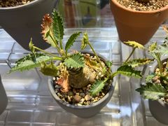 -瑞虹新天地月亮湾