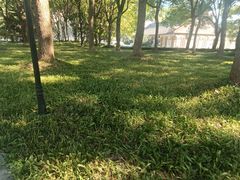 -陆家嘴中心绿地