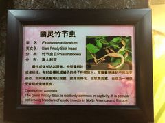 -上海大自然野生昆虫馆(东方明珠·爬宠昆虫探索中心)