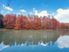 -上海海湾国家森林公园