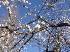 iphone_upload_pic-紫竹院公园冰场