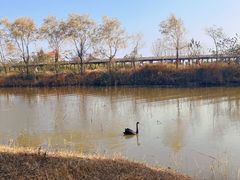 -池杉湖湿地公园