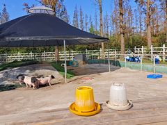 -前小桔亲子创意农场·草莓采摘·露营烧烤