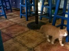 -Sirena海妖日咖夜酒