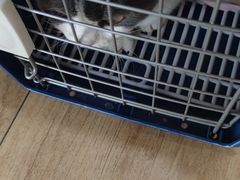 -美联众合宠物医院·爱萌分院·内外科·猫科中心