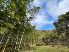-苏州上方山国家森林公园