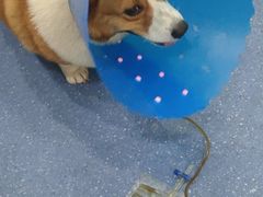 -伟伟宠物医院·CT影像中心·瑞派犬猫综合性门诊(汉口总院)