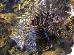 -瑞普利水族馆