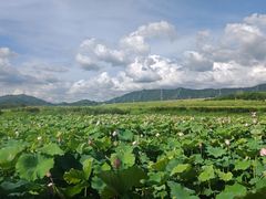 -光明小镇欢乐田园