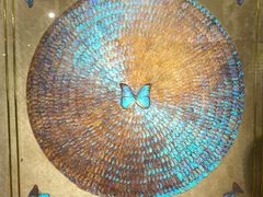 -上海昆虫博物馆