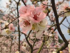 -秀丽东方