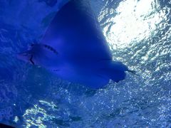 -泉城欧乐堡海洋极地世界