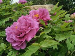 -洪湖湿地生态园