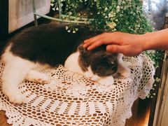 -共舞时光猫咖·狗咖(新街口店)