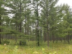 -塞罕坝国家级自然保护区