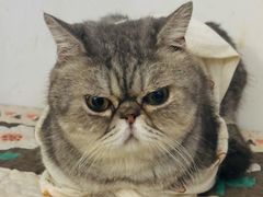 -楼上猫咖(罗湖店)