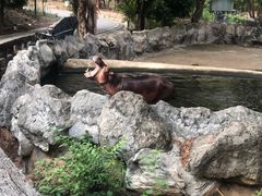 -清迈夜间动物园