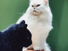 -猫亿天猫咖