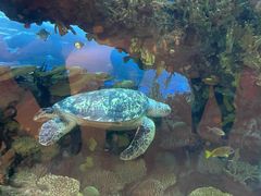 -太平洋海底世界