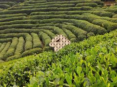 -龙坞茶村