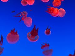 -上海海洋水族馆